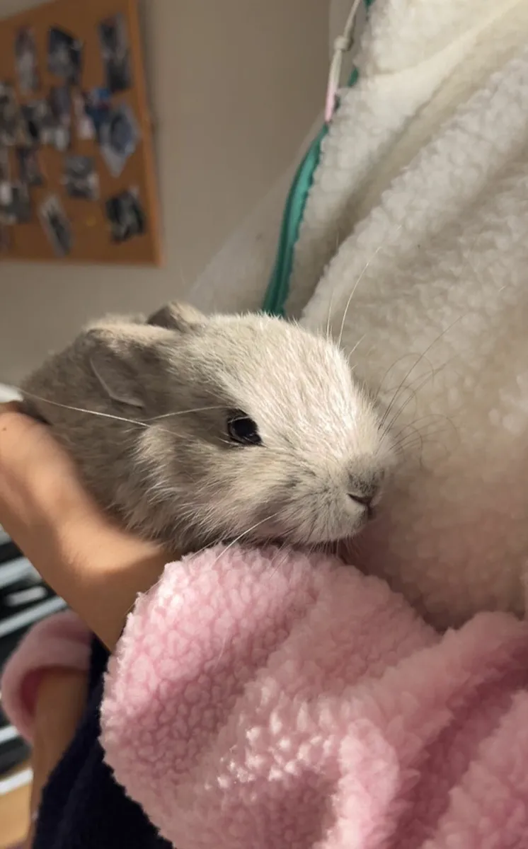 Beautifull Bunnies!!! - Image 1