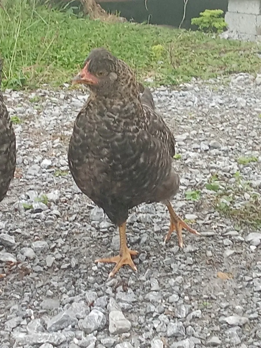 Rooster & hen chicks for sale(can offer on price) - Image 3