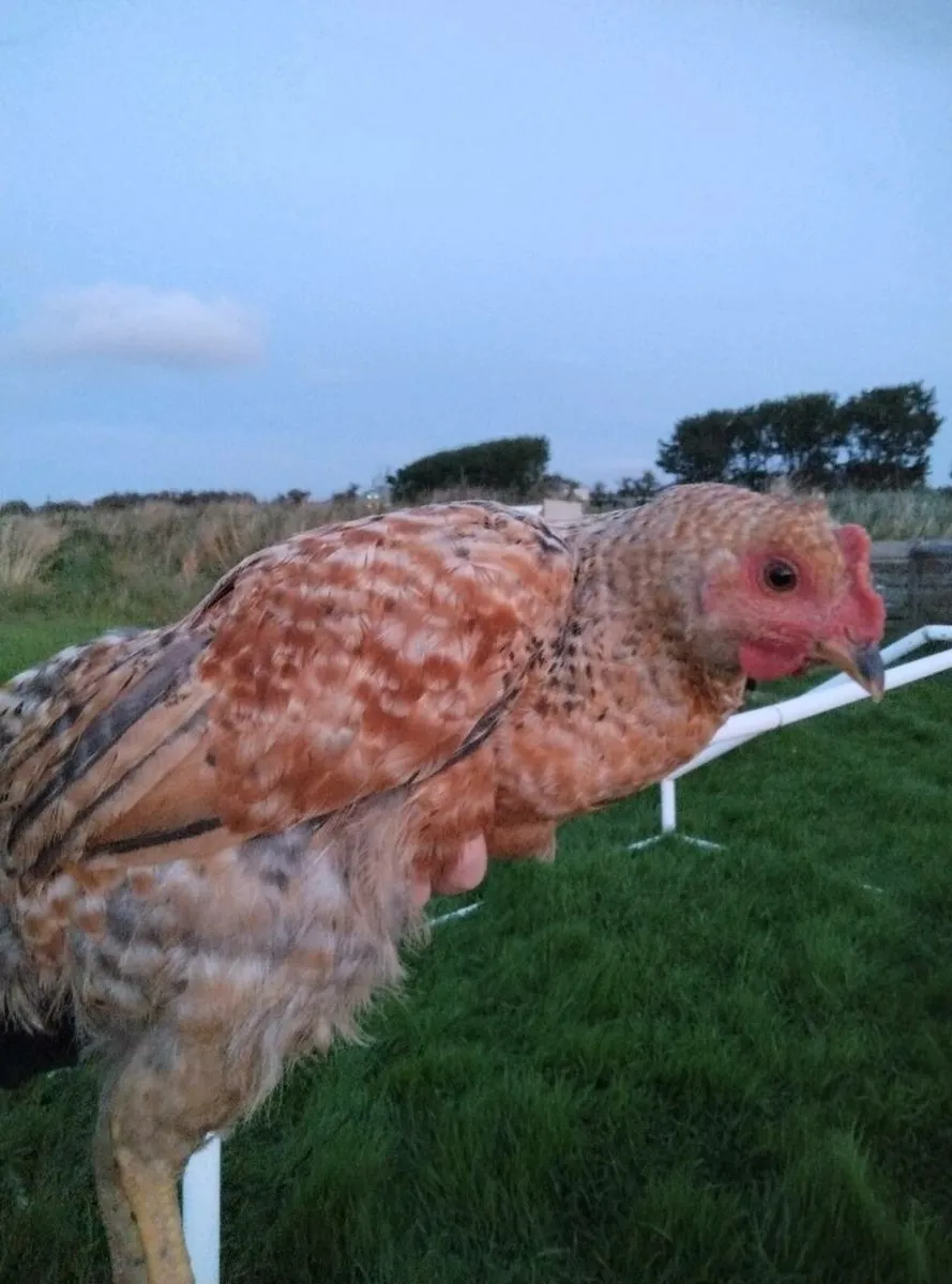 Rooster & hen chicks for sale(can offer on price) - Image 4