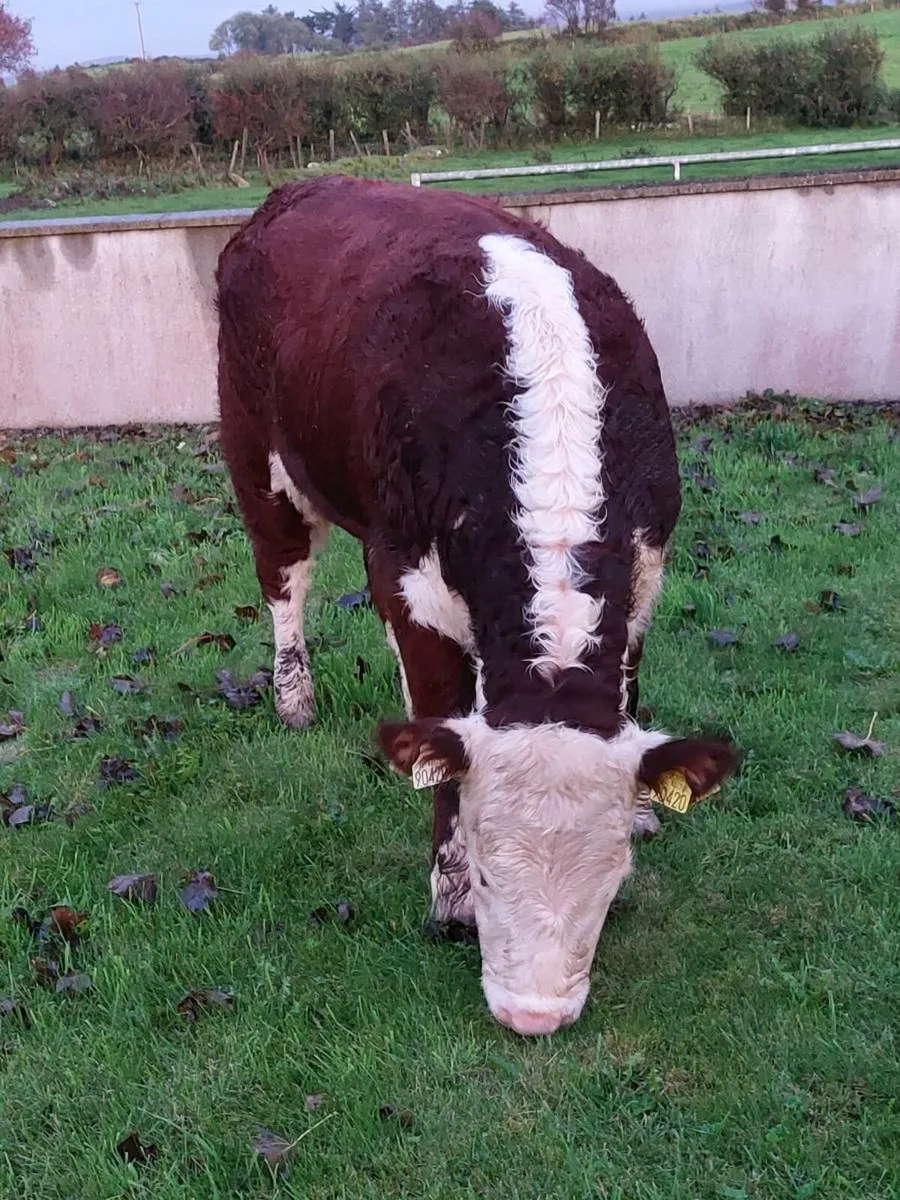 *PBR HEREFORD HEIFER* BALLYMOTE MART 3 October - Image 2