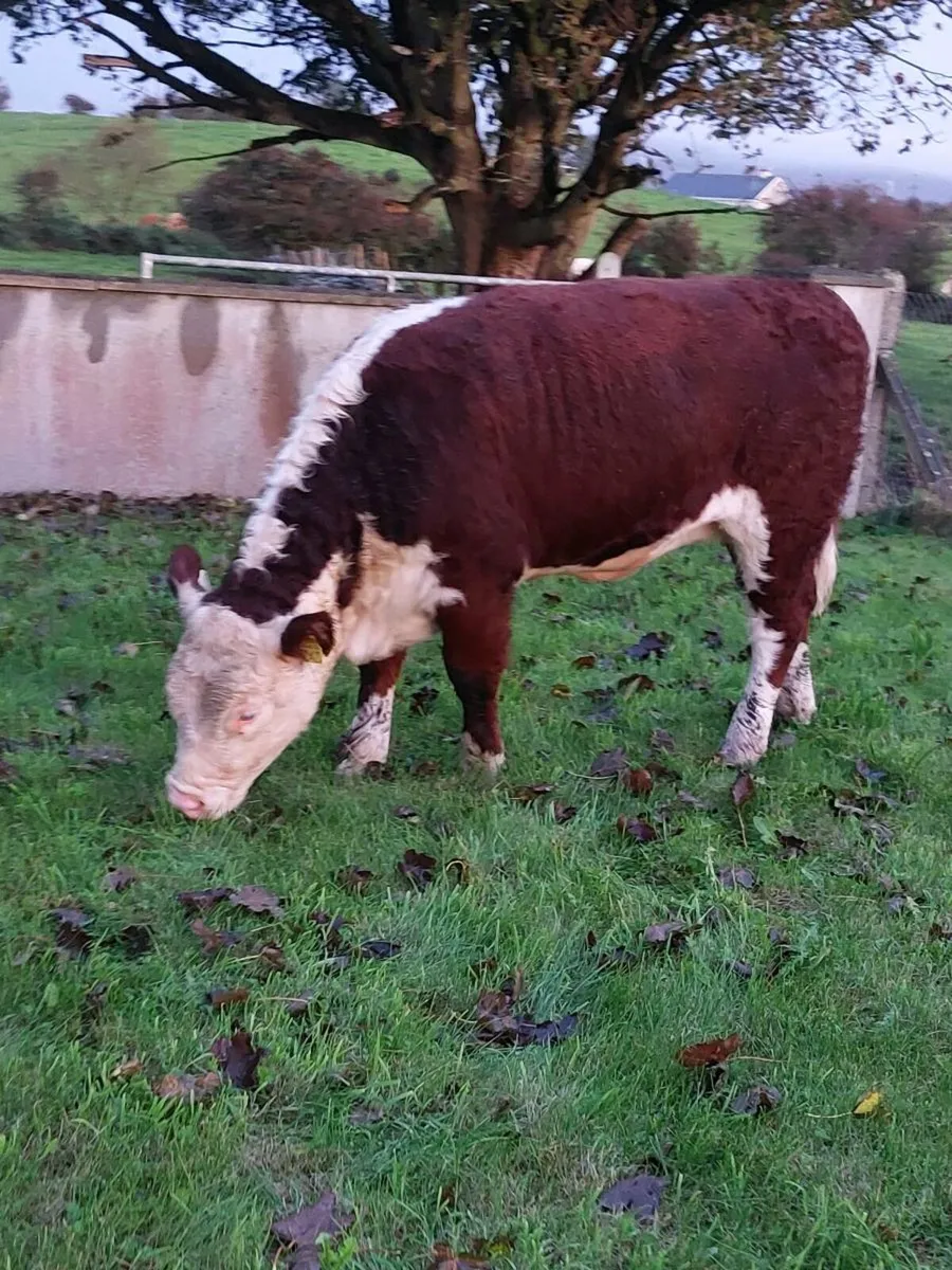 *PBR HEREFORD HEIFER* BALLYMOTE MART 3 October - Image 3