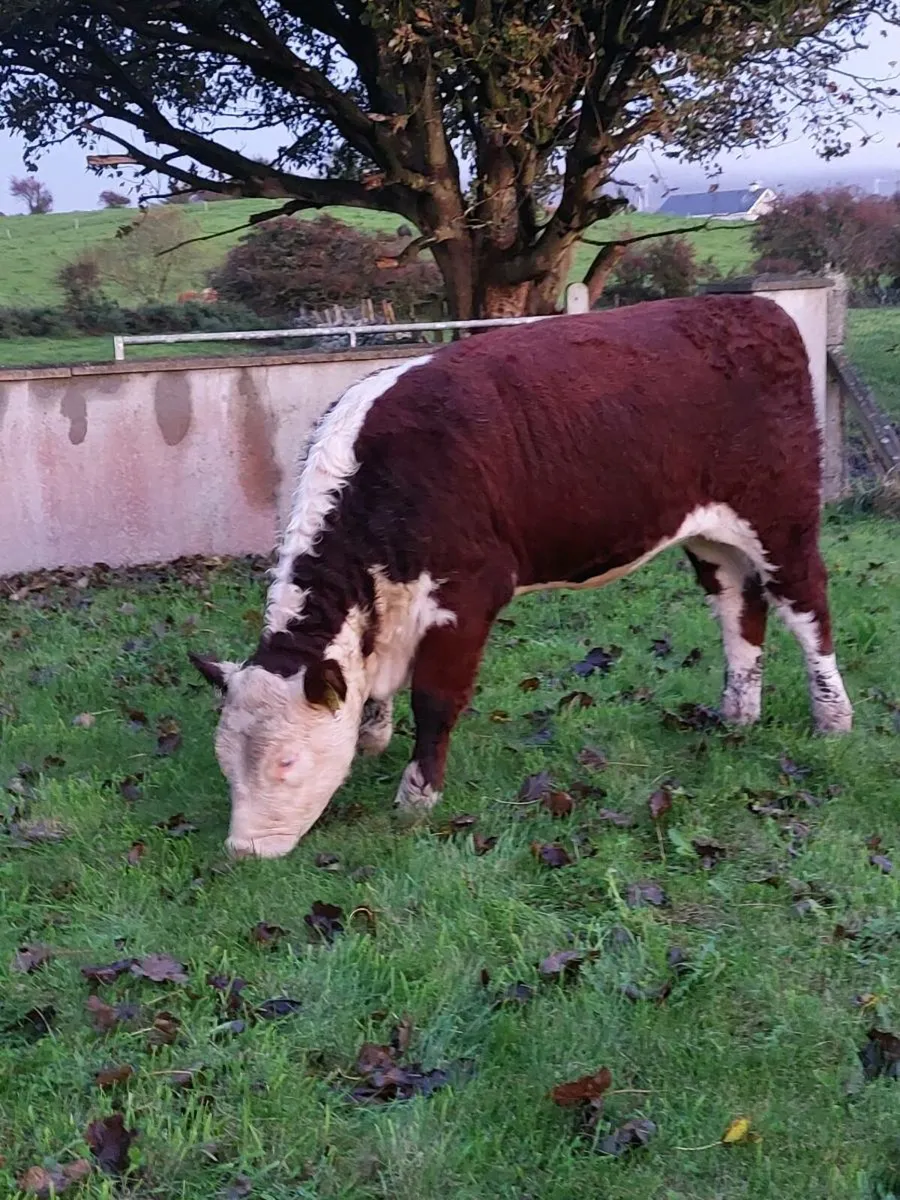 *PBR HEREFORD HEIFER* BALLYMOTE MART 3 October - Image 4