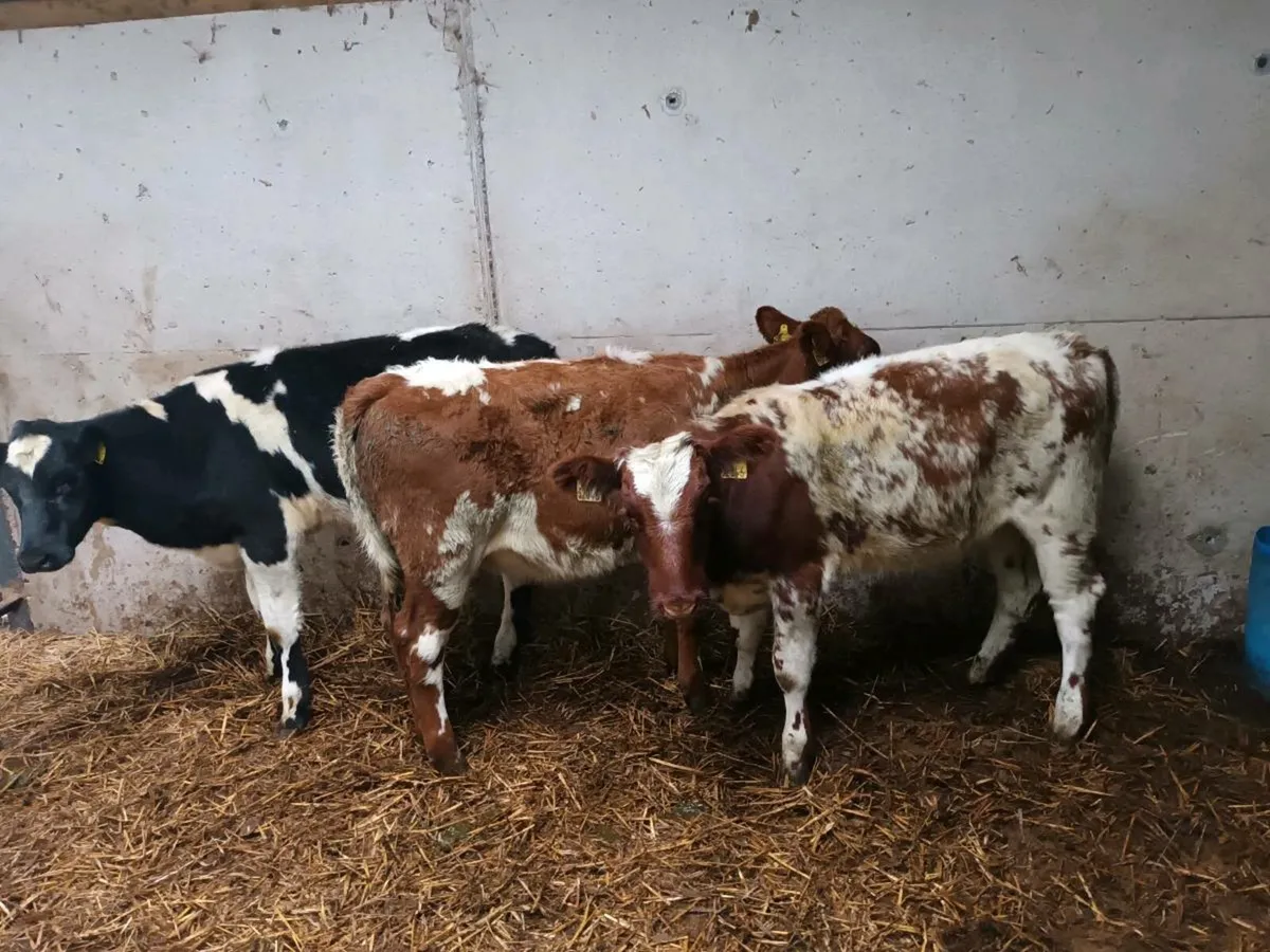 8 HEIFER WEANLINGS FOR SALE - Image 2