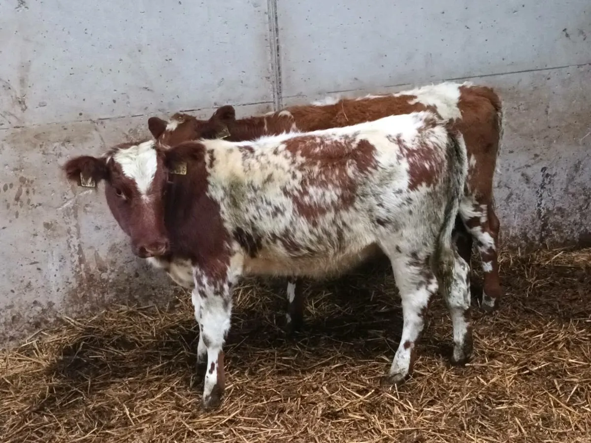 8 HEIFER WEANLINGS FOR SALE - Image 3