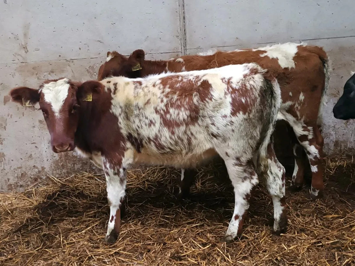 8 HEIFER WEANLINGS FOR SALE - Image 1