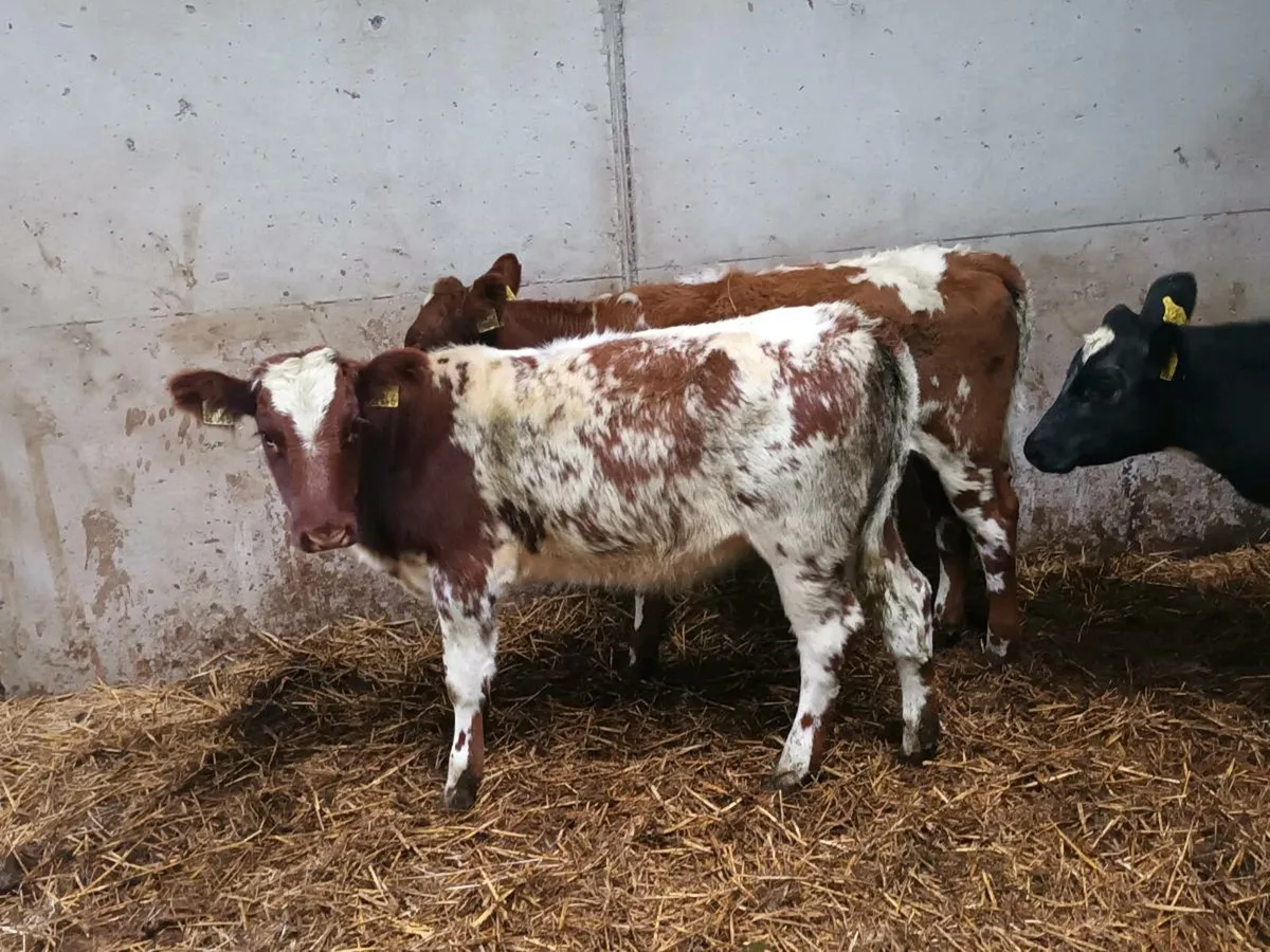 8 HEIFER WEANLINGS FOR SALE - Image 4