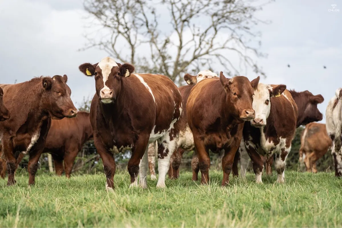 Breeding heifers for stranolar mart 6th - Image 1