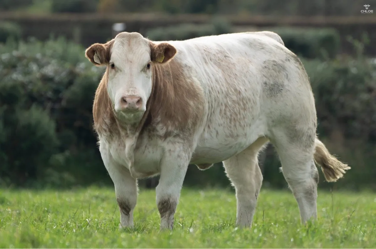 Breeding heifers for stranolar mart 6th - Image 2