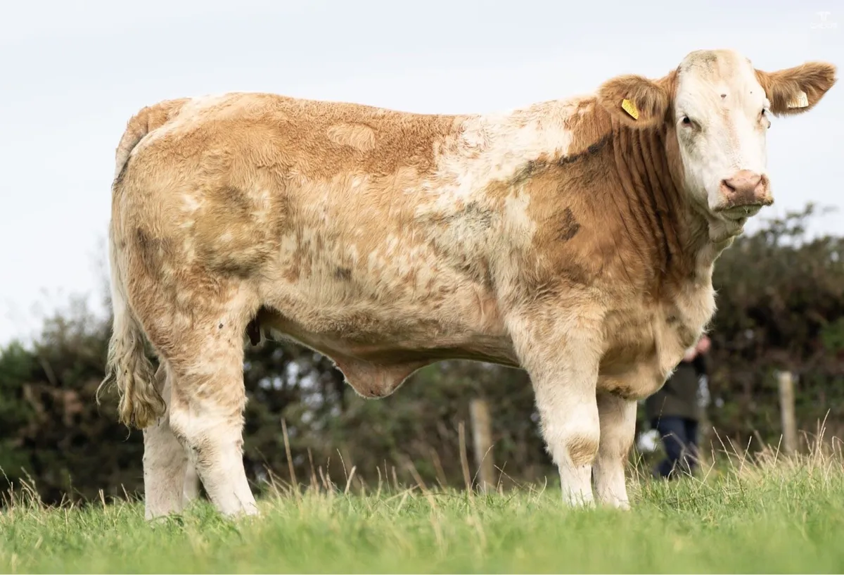 Breeding heifers for stranolar mart 6th - Image 3