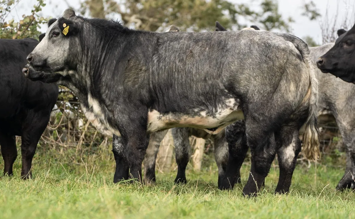 Breeding heifers for stranolar mart 6th - Image 4