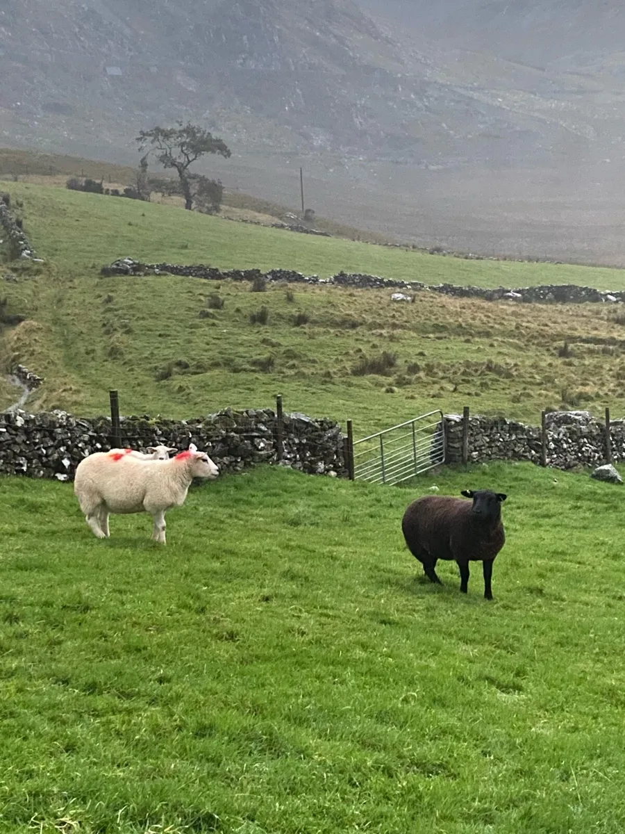 Ewe Hoggets - Image 1