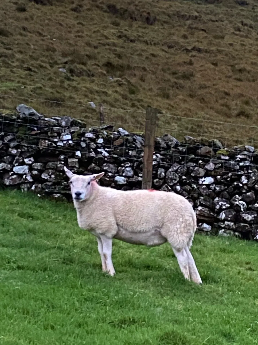 Ewe Hoggets - Image 2