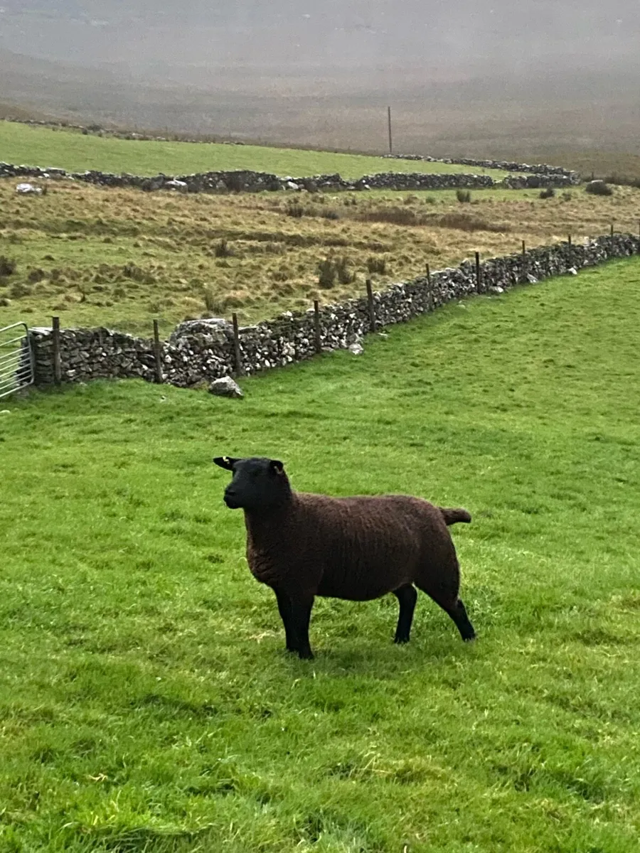 Ewe Hoggets - Image 3