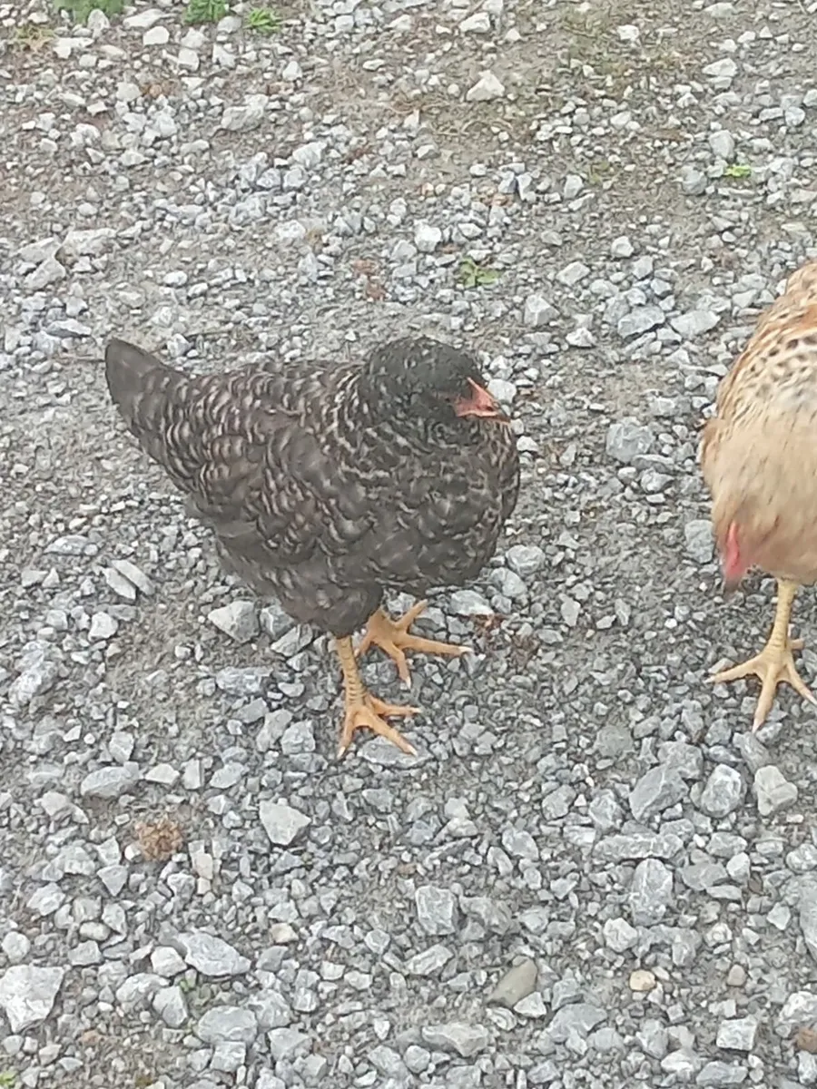 Rooster & hen chicks for sale(can offer on price) - Image 1