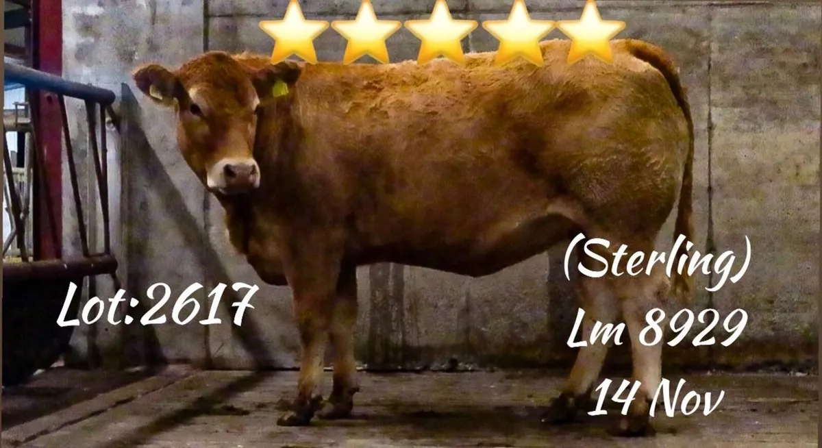 22 In Calf Heifers - Balla Mart 4th October - Image 4