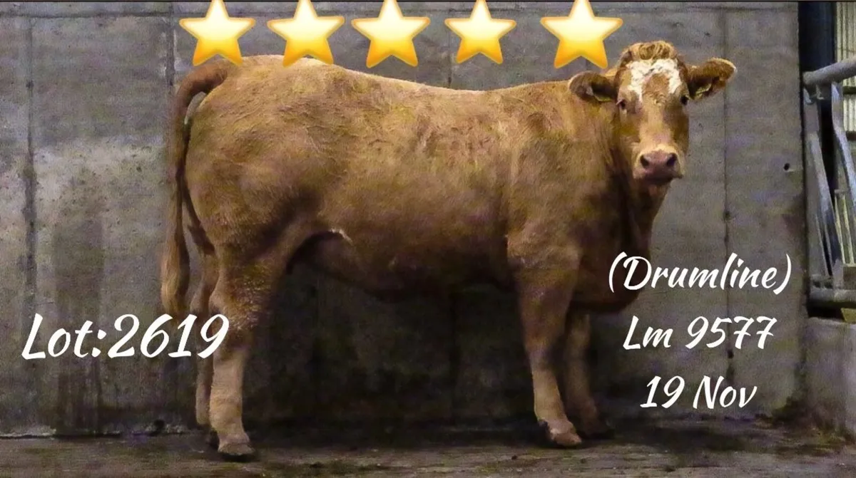 22 In Calf Heifers - Balla Mart 4th October - Image 3