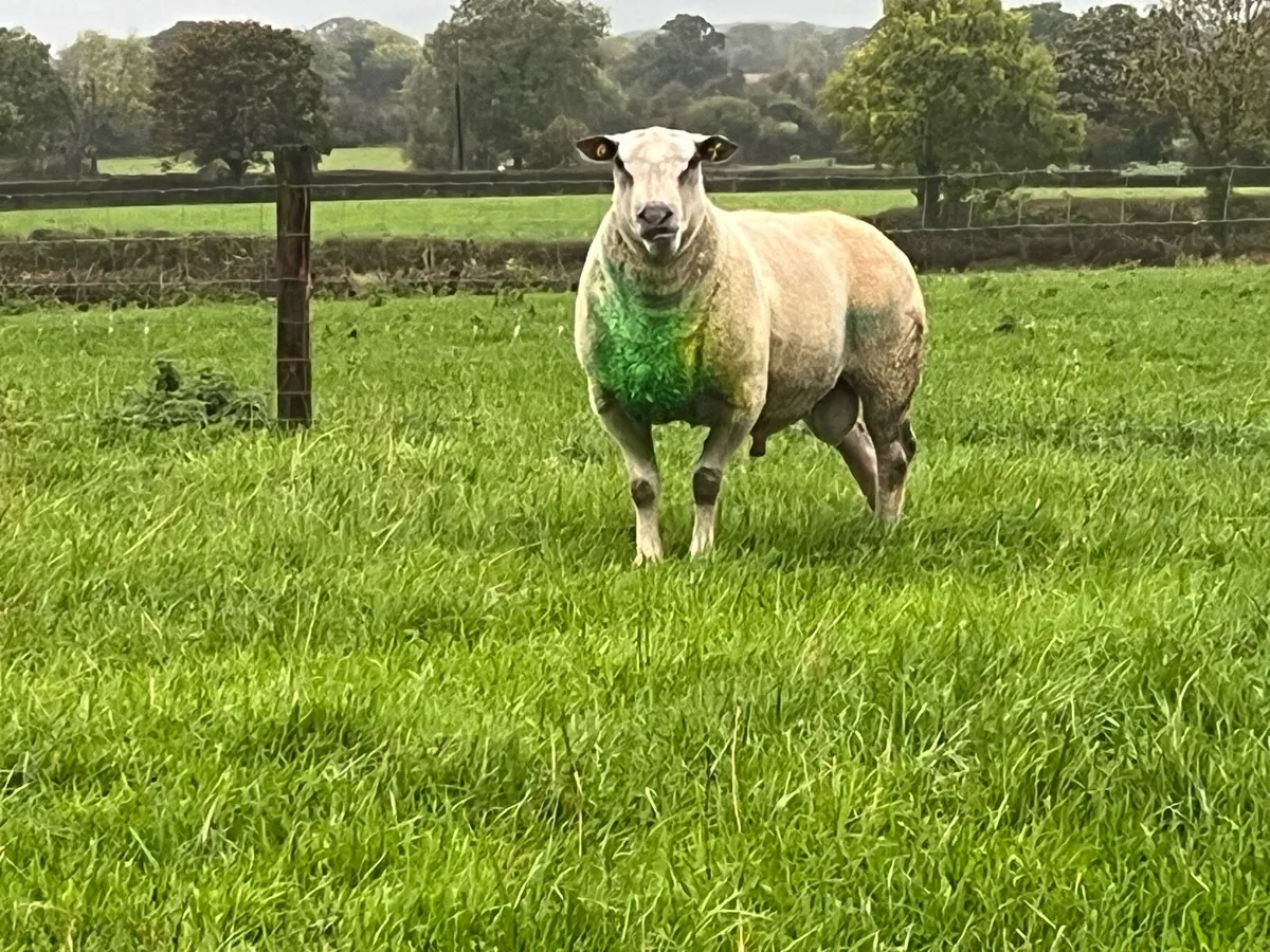 Pedigree Charollais Ram