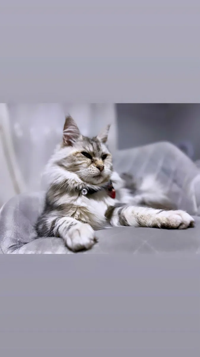Maine Coon