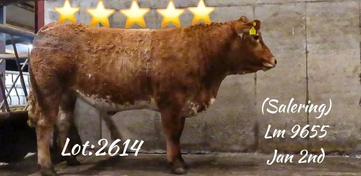 22 In Calf Heifers - Balla Mart 4th October - Image 2