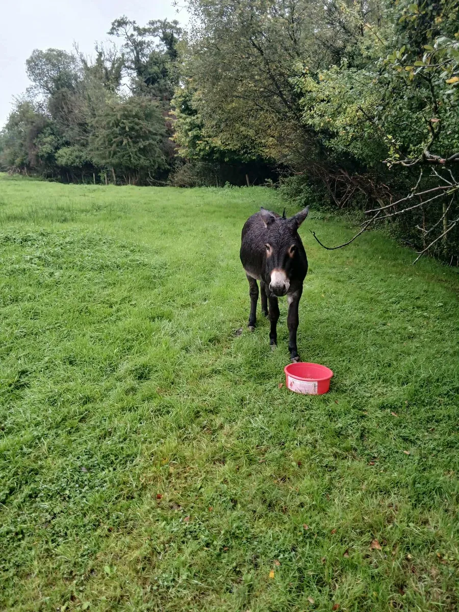 Donkey - Image 1