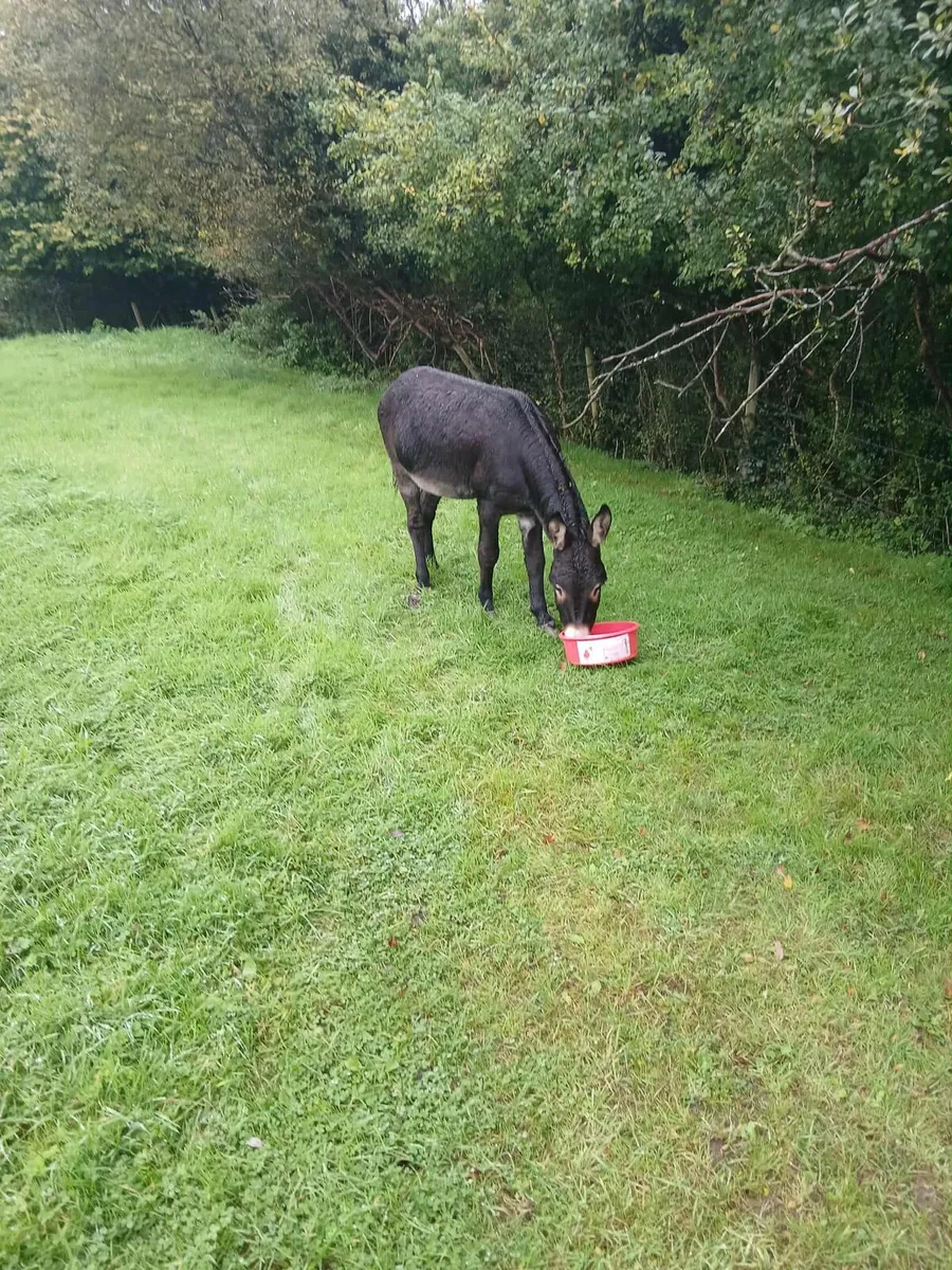 Donkey - Image 2