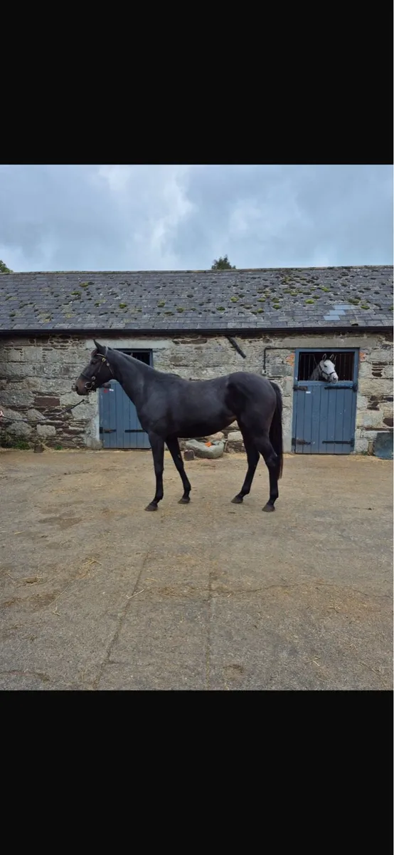 Horse - Image 1