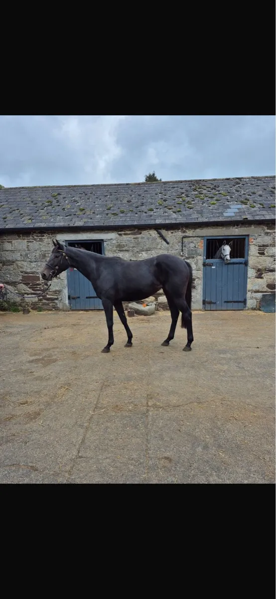 Horse - Image 2