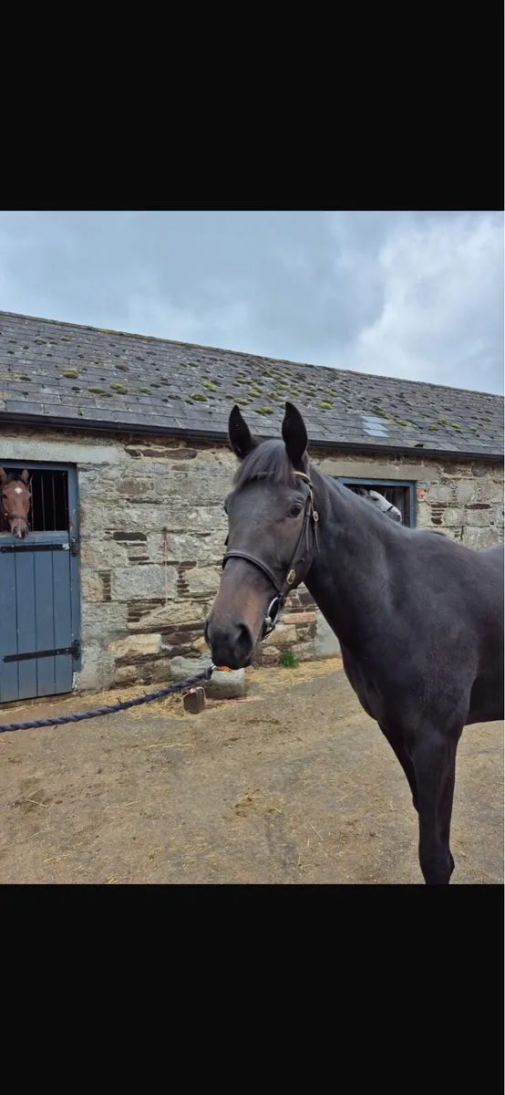 Horse - Image 3