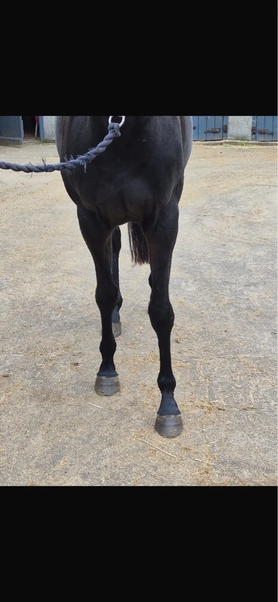 Horse - Image 4