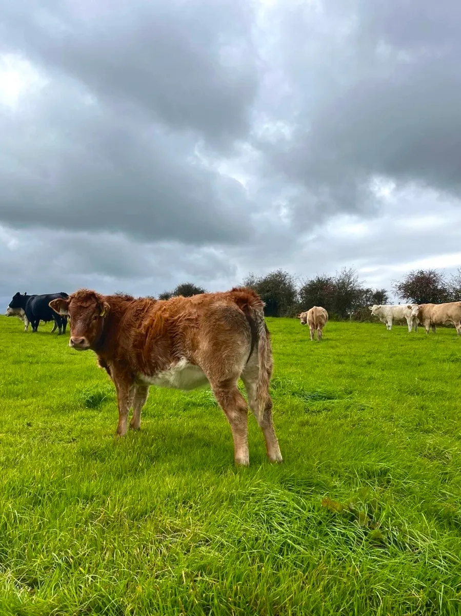 8 Heifer Weanlings Elphin Mart, Monday Evening - Image 1