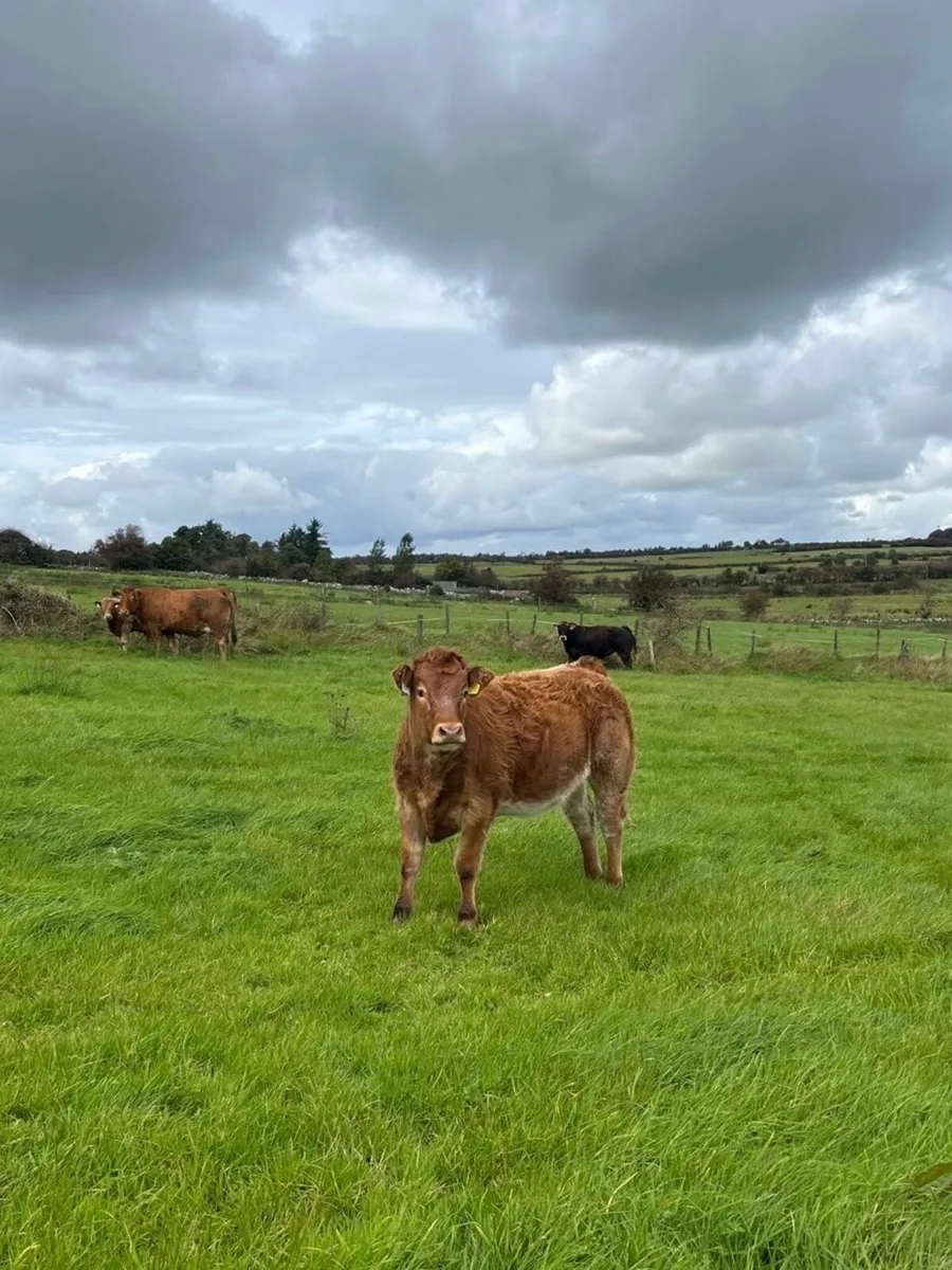 8 Heifer Weanlings Elphin Mart, Monday Evening - Image 2
