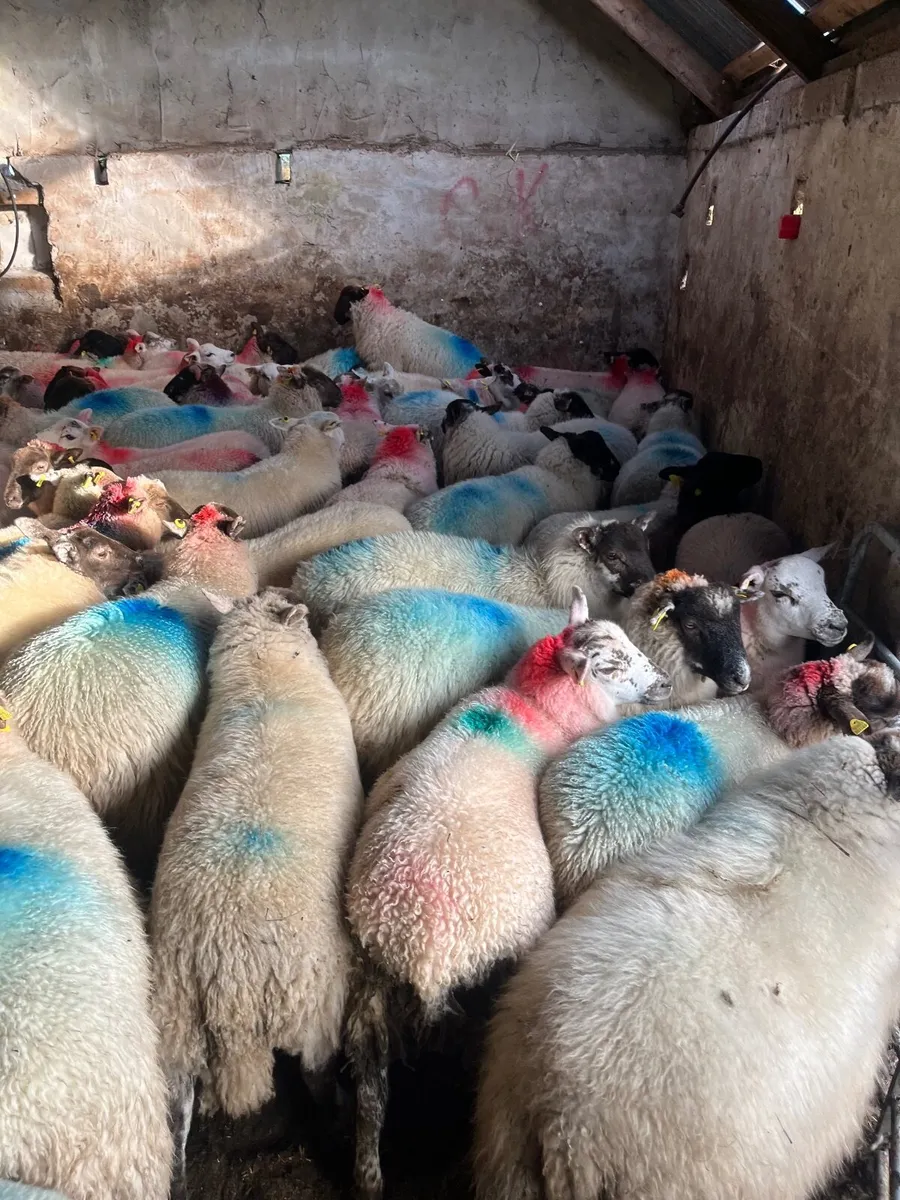 Ewe lambs - Image 1