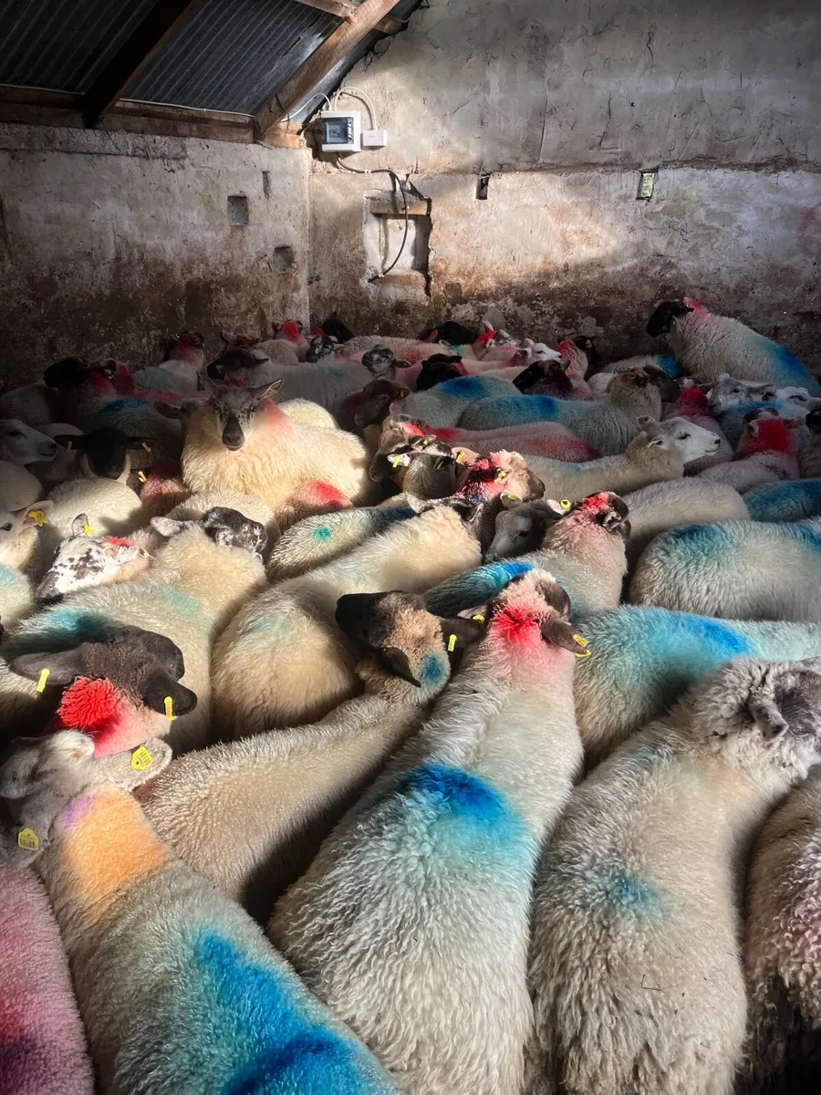 Ewe lambs - Image 2