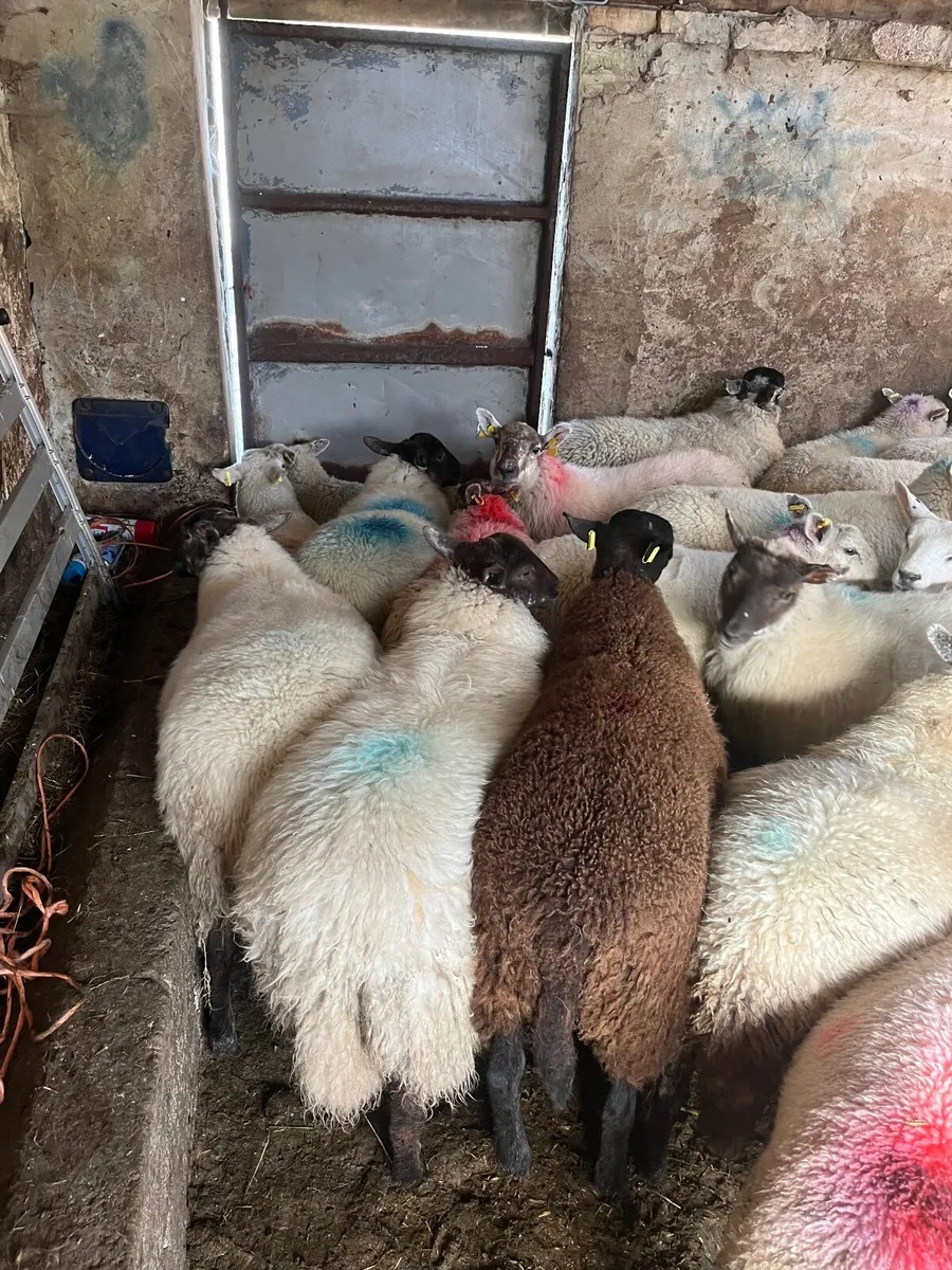 Ewe lambs - Image 3