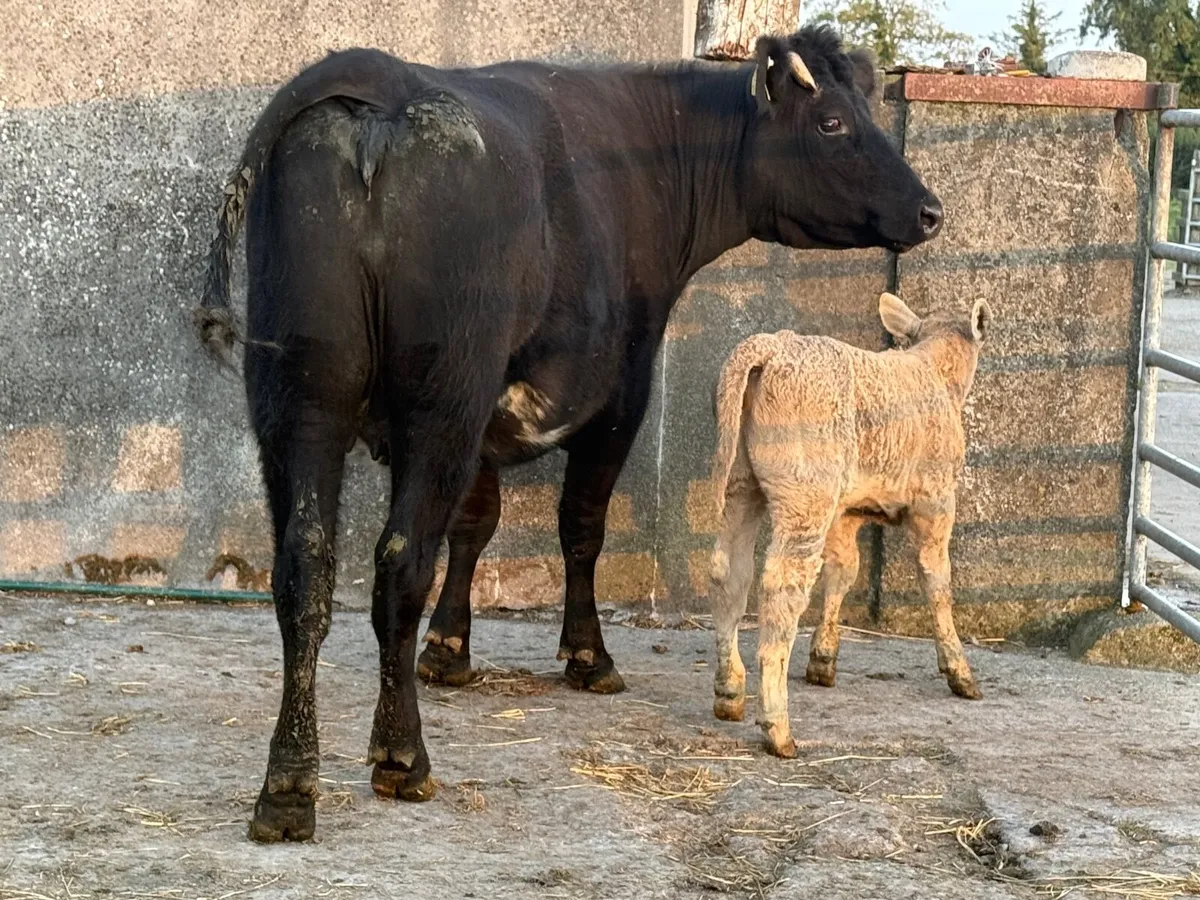 Cow and Calf - Image 2