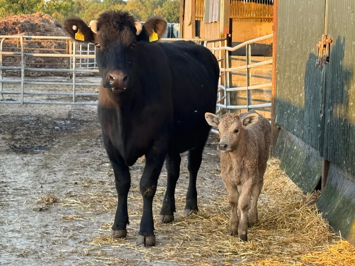 Cow and Calf - Image 1