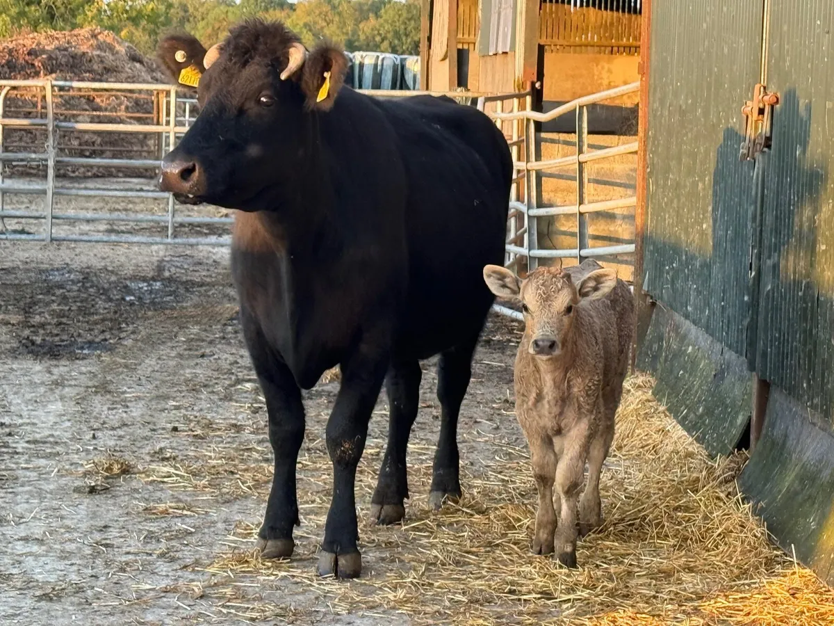 Cow and Calf - Image 3