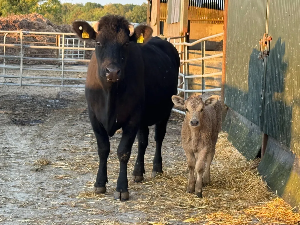 Cow and Calf - Image 4