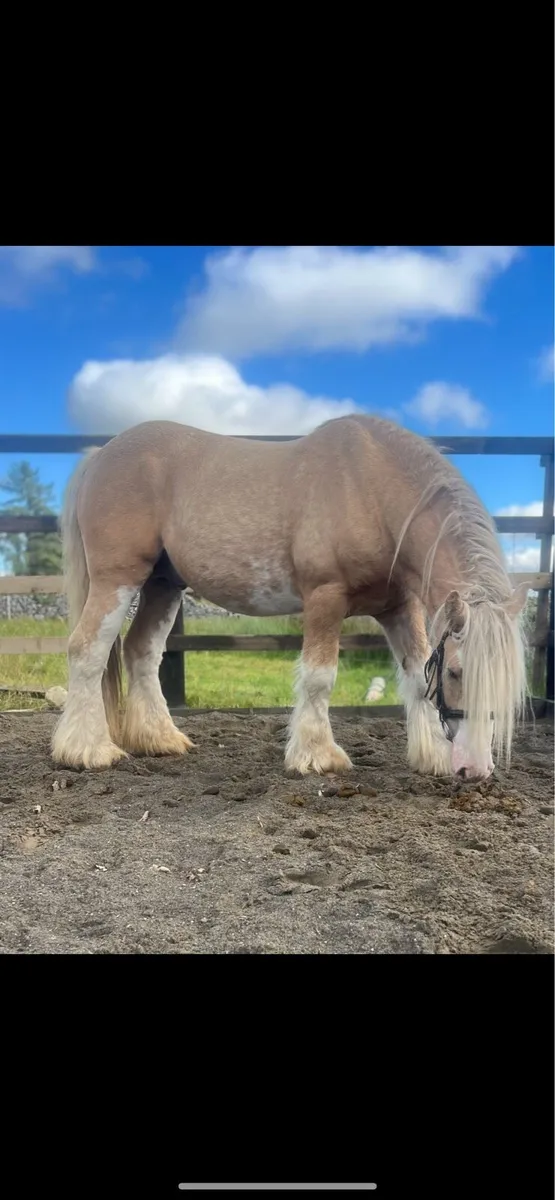 Cob stallion - Image 1