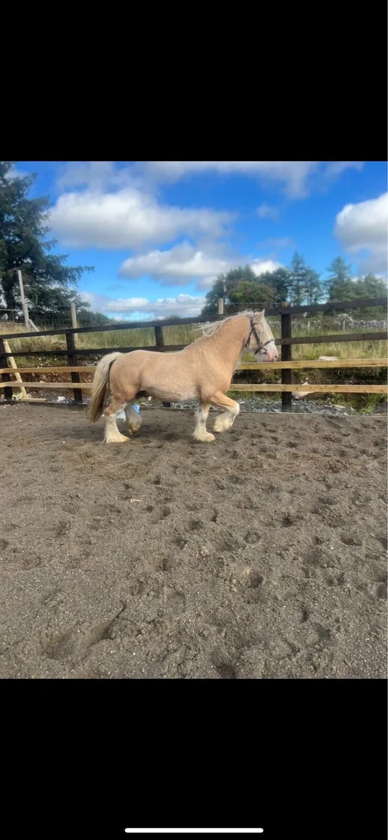 Cob stallion - Image 2