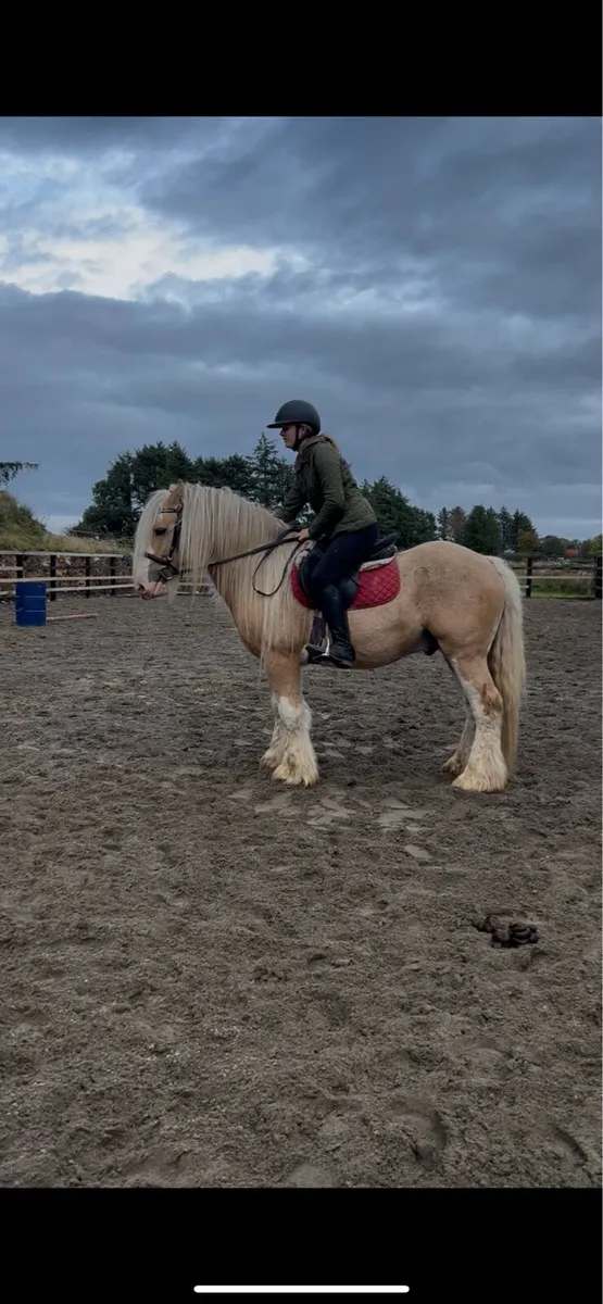 Cob stallion - Image 3