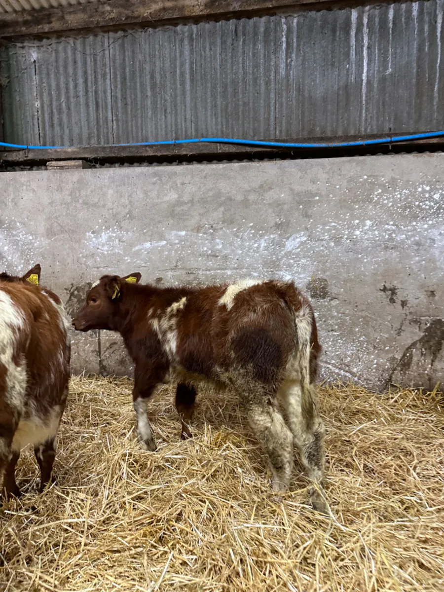 Roaned beef shorthorn heifers - Image 3