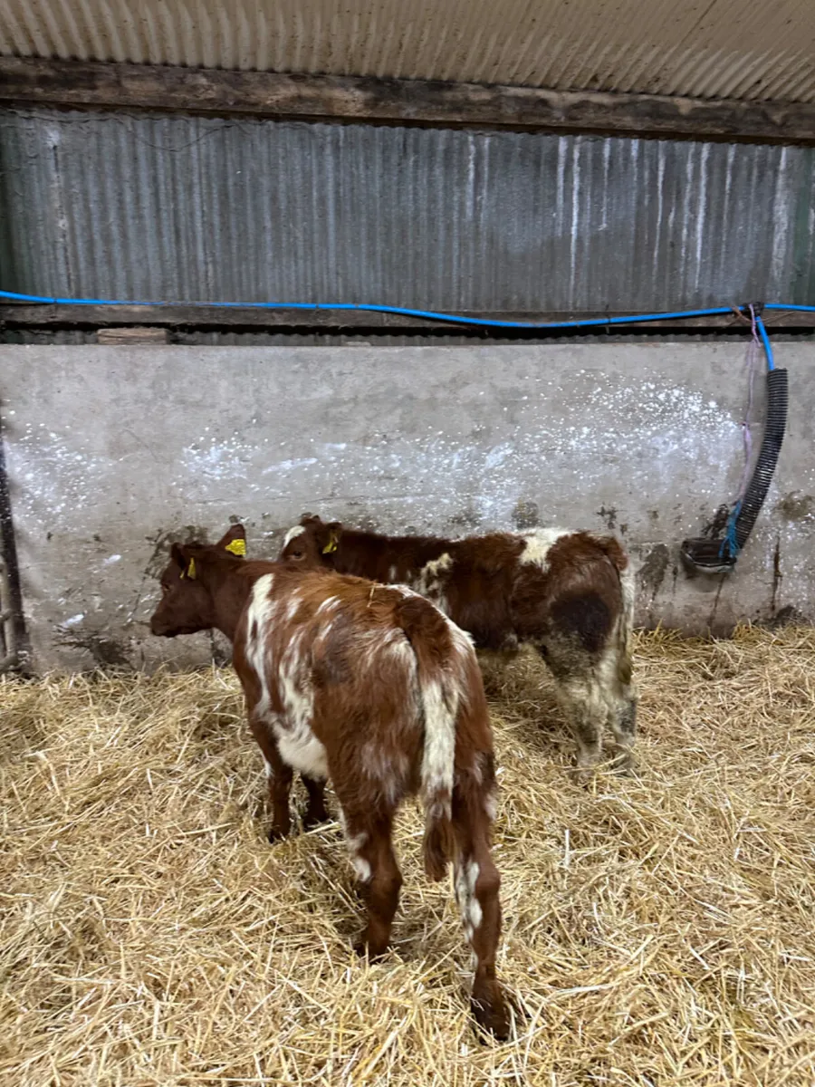 Roaned beef shorthorn heifers - Image 1
