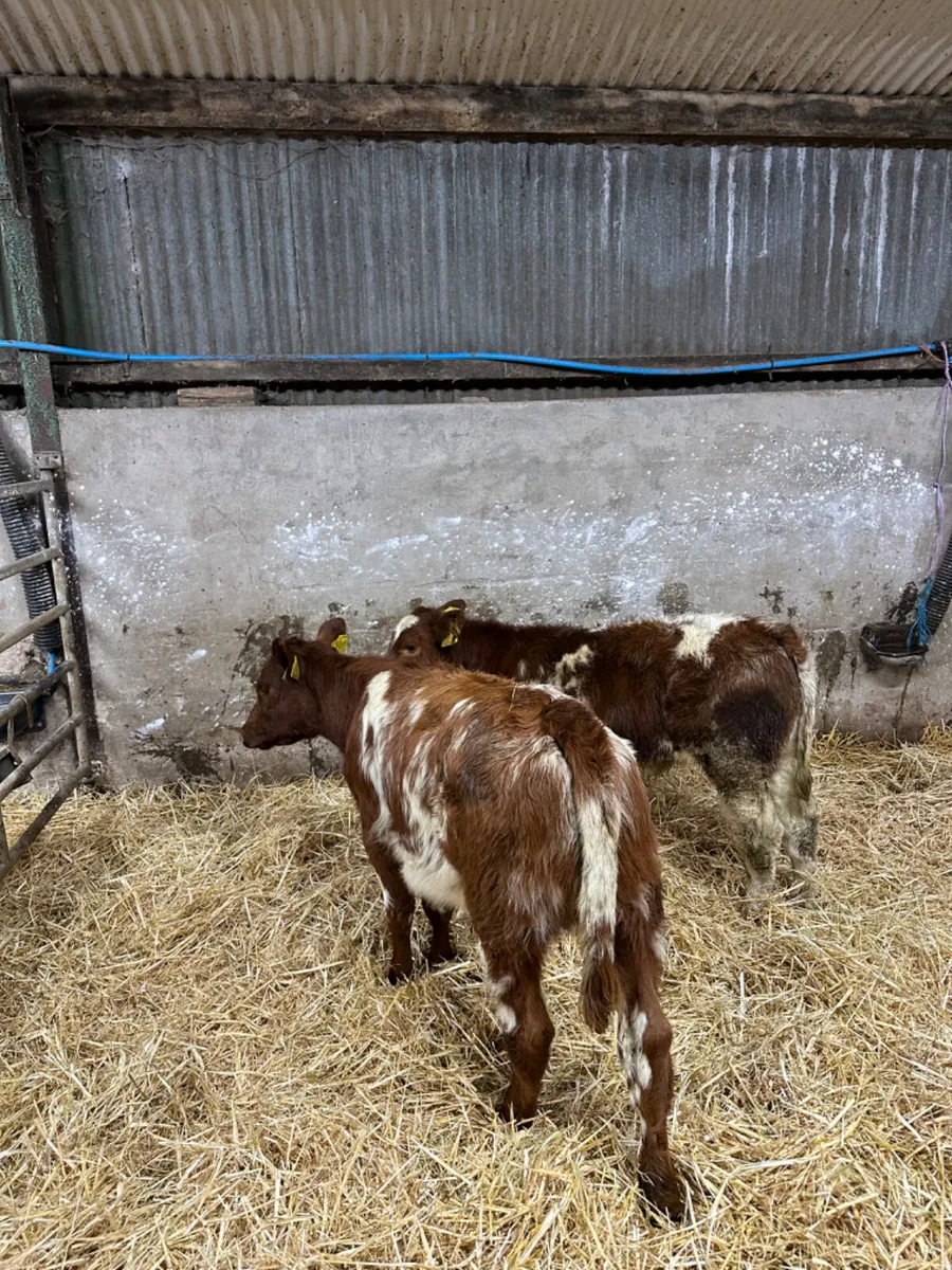 Roaned beef shorthorn heifers - Image 2