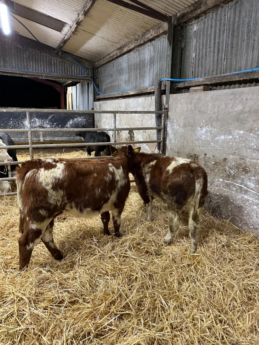 Roaned beef shorthorn heifers - Image 4