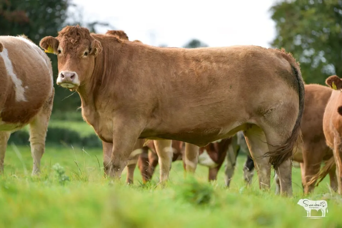 Springers for roscommon mart 14th October - Image 1