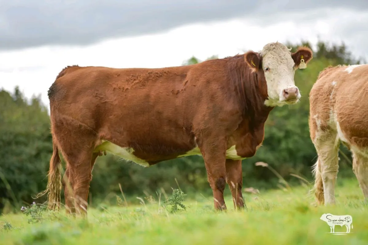 Springers for roscommon mart 14th October - Image 2