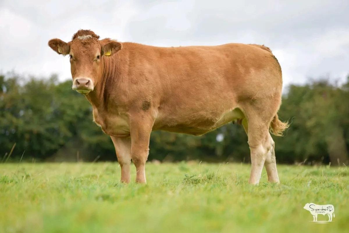 Springers for roscommon mart 14th October - Image 3