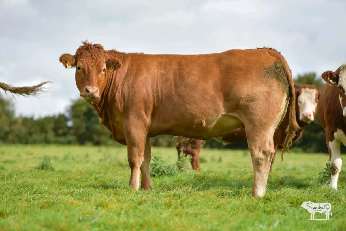 Springers for roscommon mart 14th October - Image 4