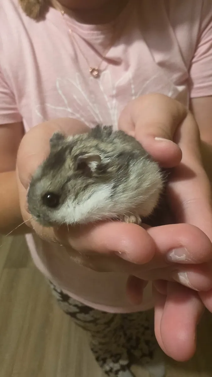Hamster cage - Image 2